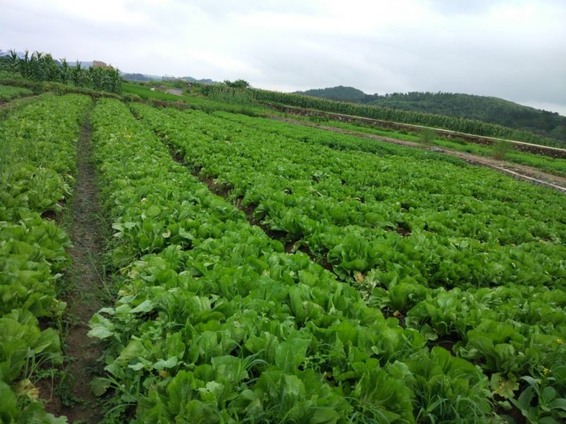 荠菜10cm以上
