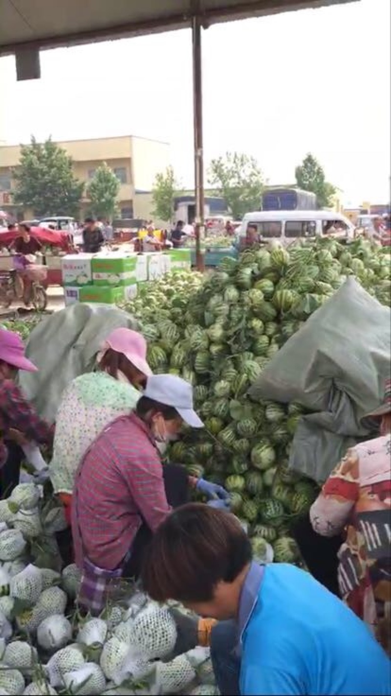产地河南省安阳市滑县万亩瓜果蔬菜基地直供头插花龙蜜