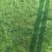 草坪草