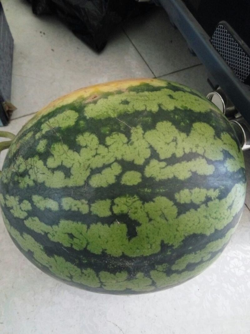 甜王西瓜10斤打底9成熟1茬