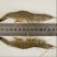 基围虾食用活虾