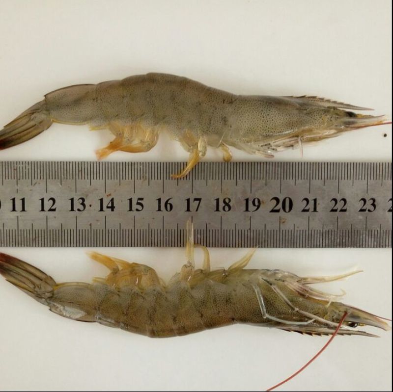 基围虾食用活虾