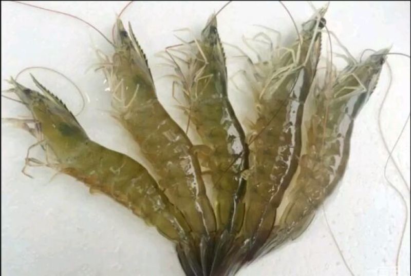 基围虾食用活虾