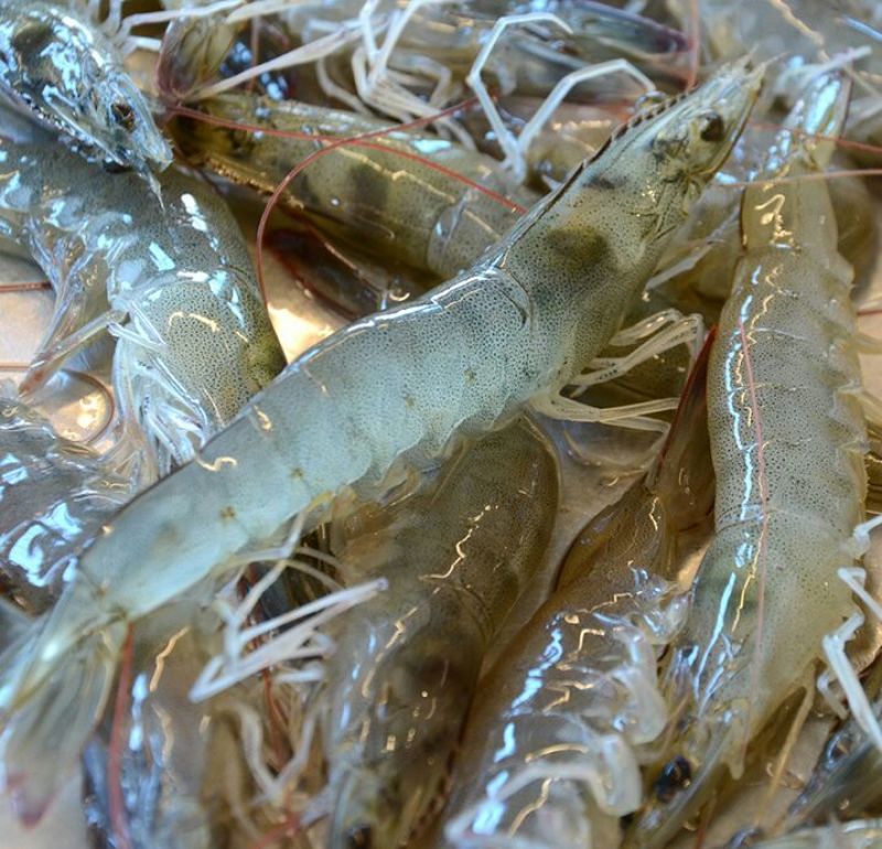 基围虾食用活虾