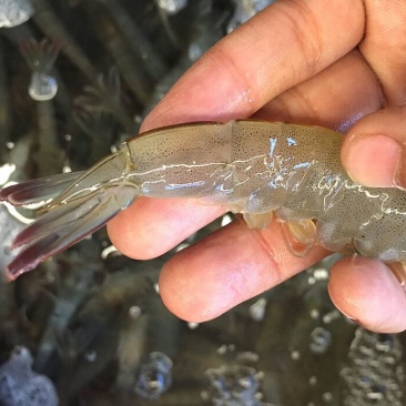 基围虾食用活虾