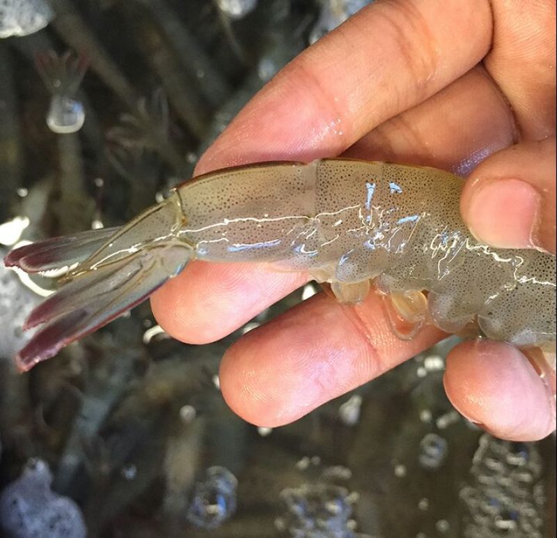 基围虾食用活虾