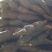 鄂莲6号7~9厘米15~20厘米以上