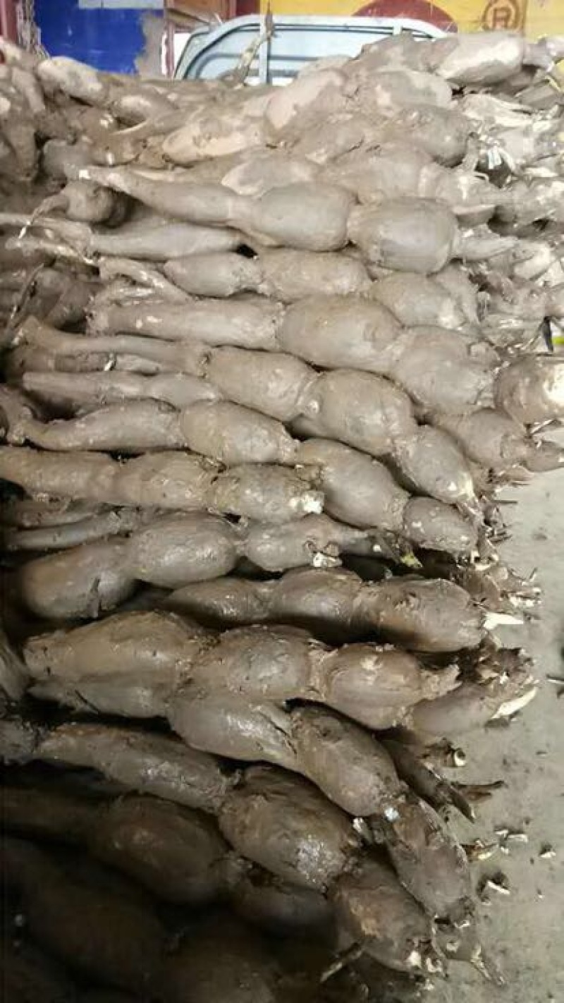 鄂莲6号7~9厘米15~20厘米以上