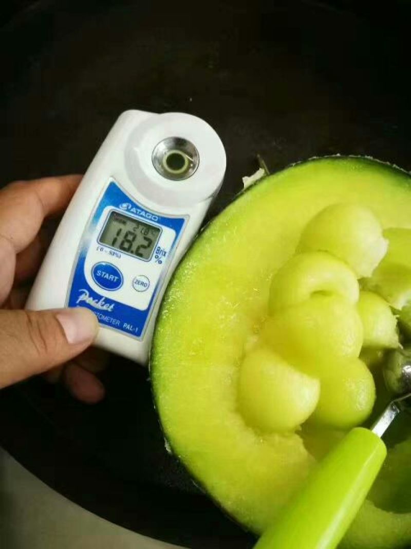 网纹瓜3斤以上椭圆形