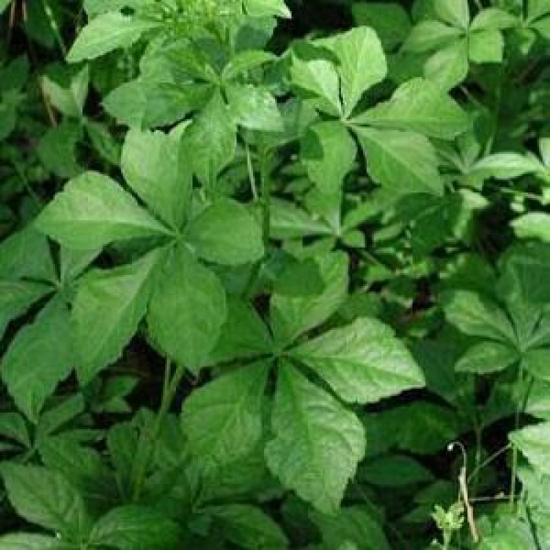 刺五加茶特级