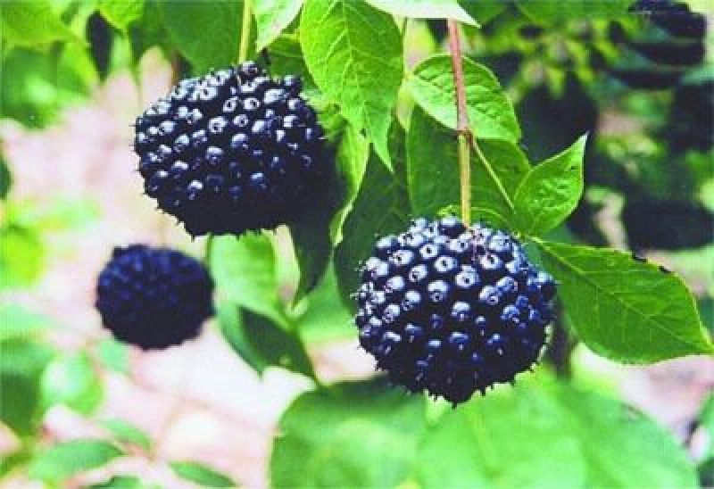 刺五加茶特级