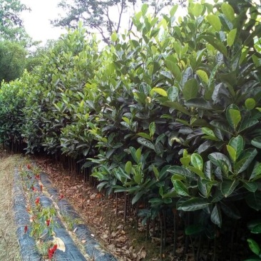 菠萝苗3年