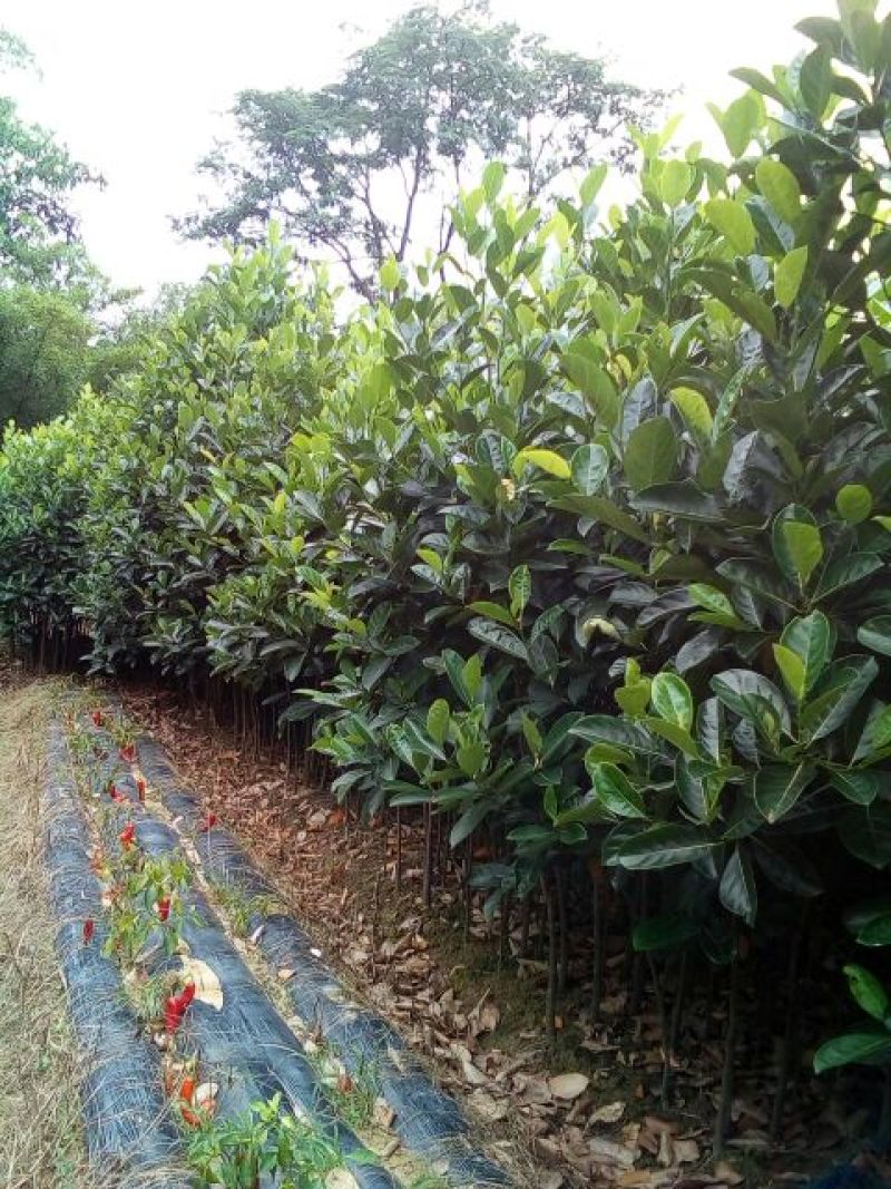 菠萝苗3年