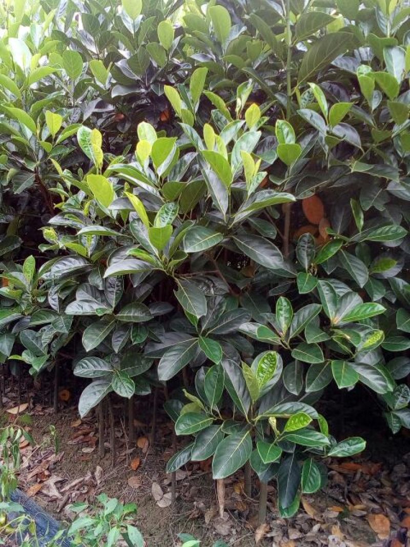 菠萝苗3年