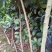 菠萝苗3年