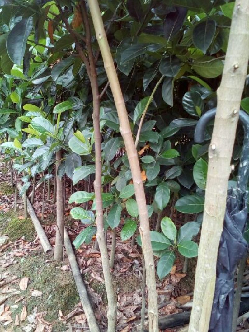 菠萝苗3年