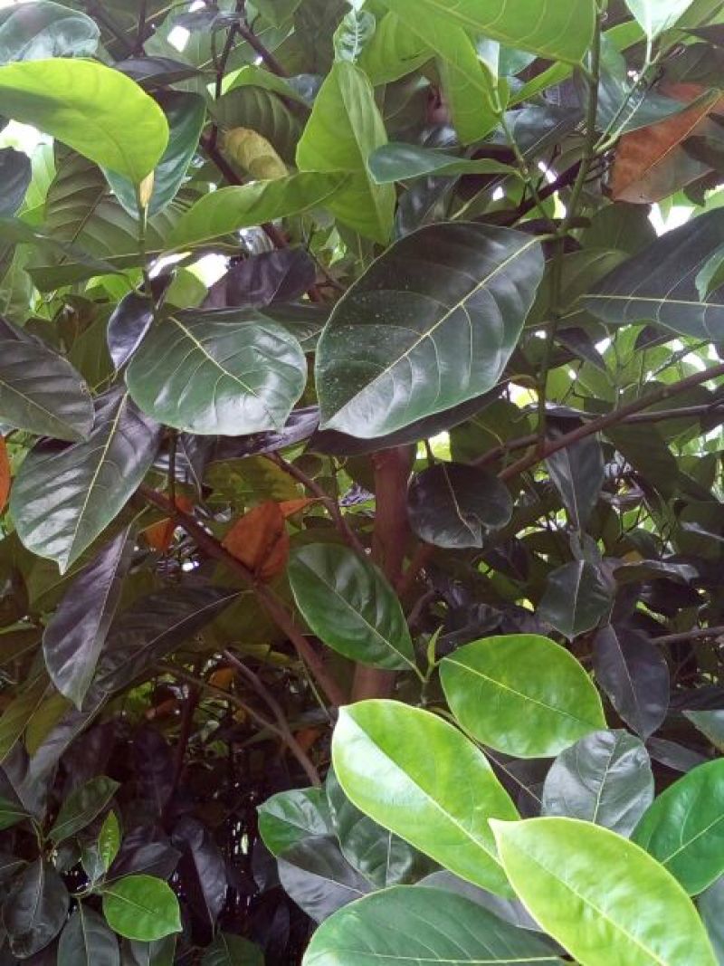 菠萝苗3年