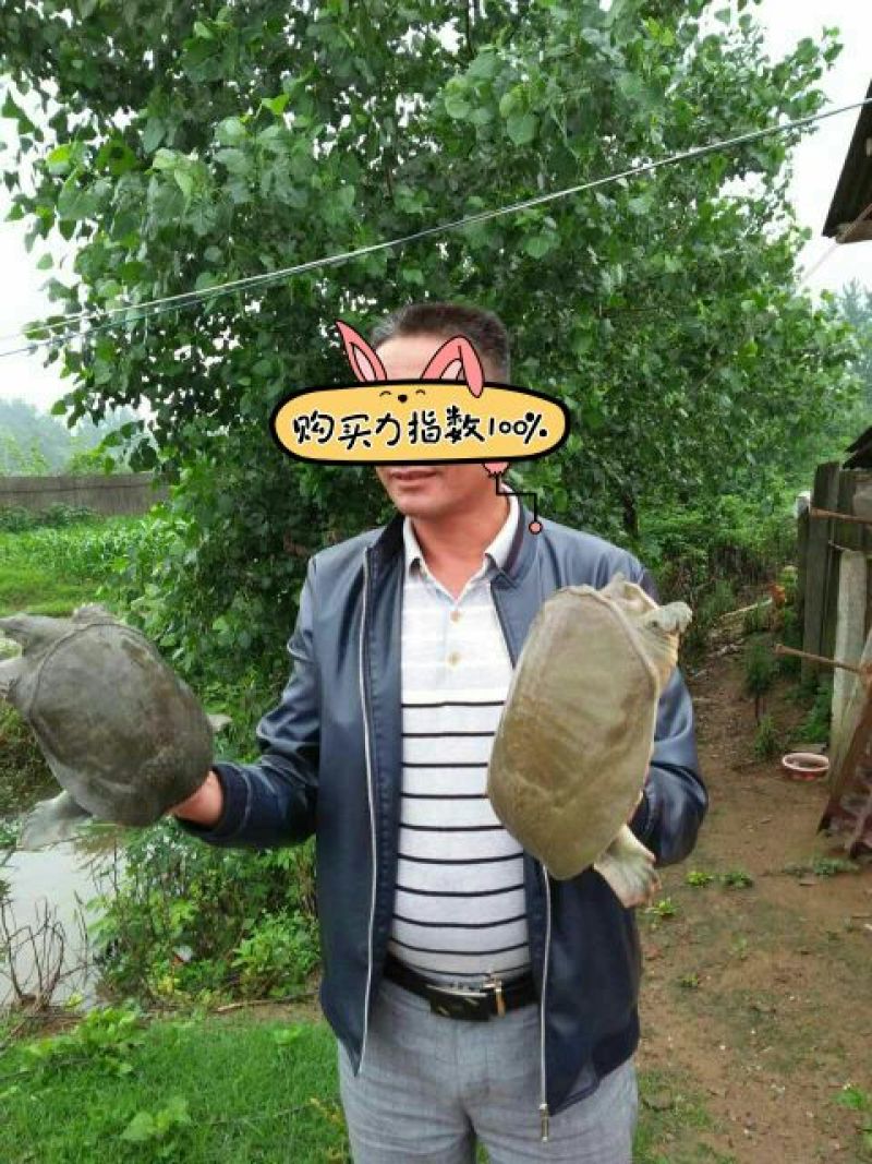 生态甲鱼1.5~2斤