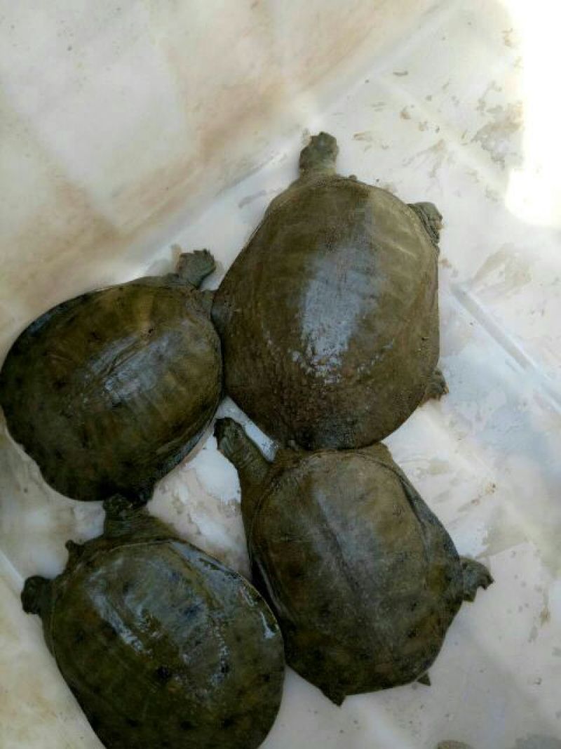 生态甲鱼1.5~2斤