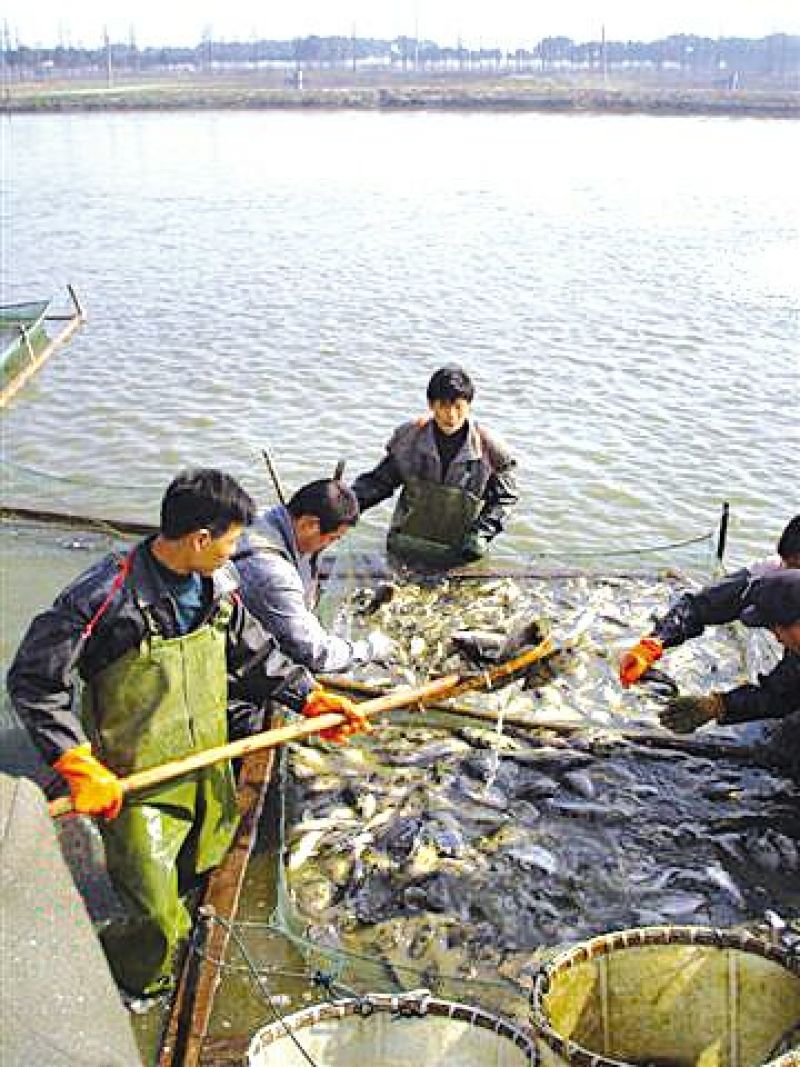 黑鱼3~5斤