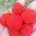 树莓苗50～80公分免费赠送种植技术，苗子纯正