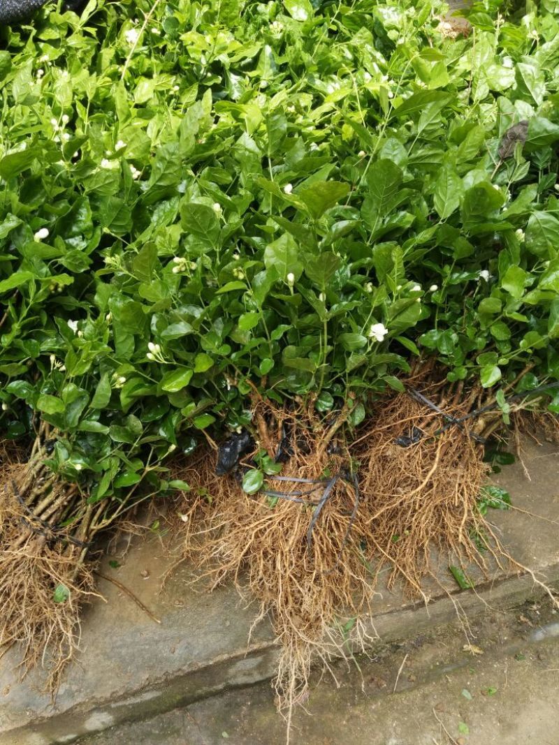茉莉花苗30~50cm