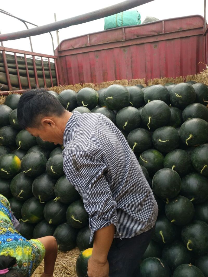 黑皮无籽西瓜10斤打底9成熟1茬