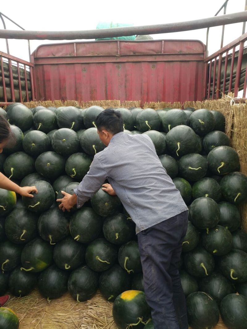 黑皮无籽西瓜10斤打底9成熟1茬