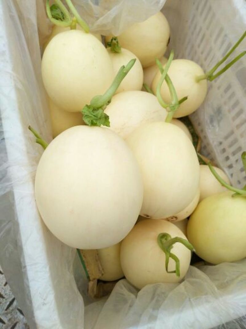 花蕾甜瓜0.5斤以上精品