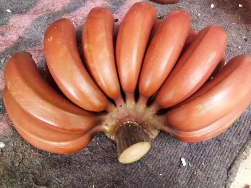 红香蕉