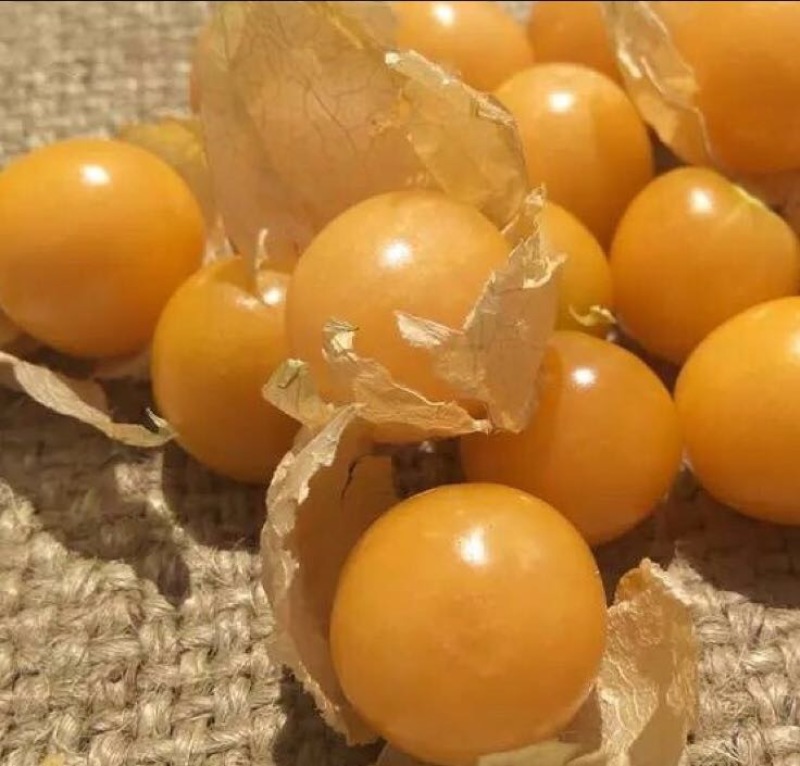 灯笼果