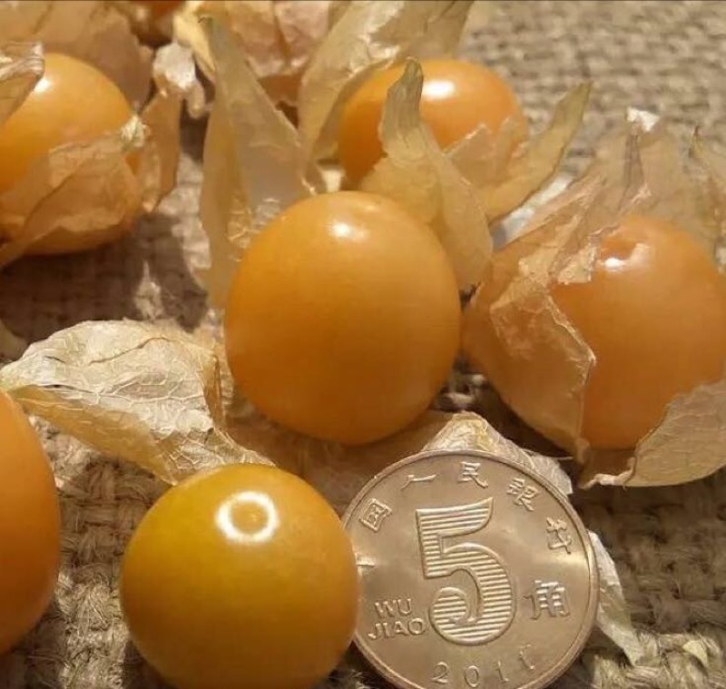 灯笼果