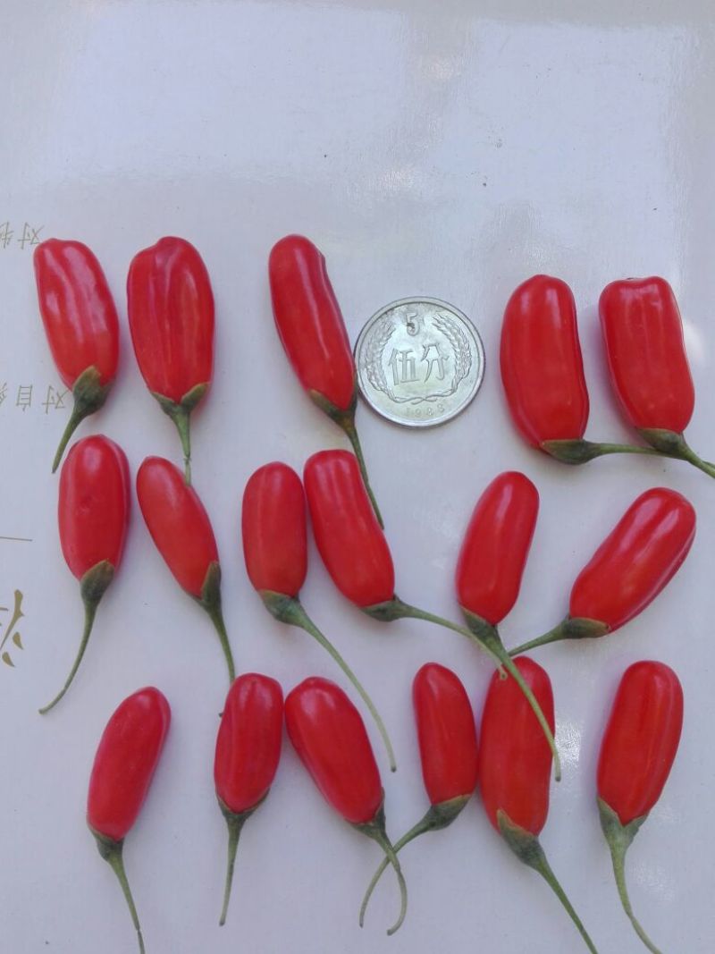 宁杞5号头茬鲜果