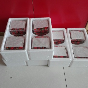 宁杞5号头茬鲜果