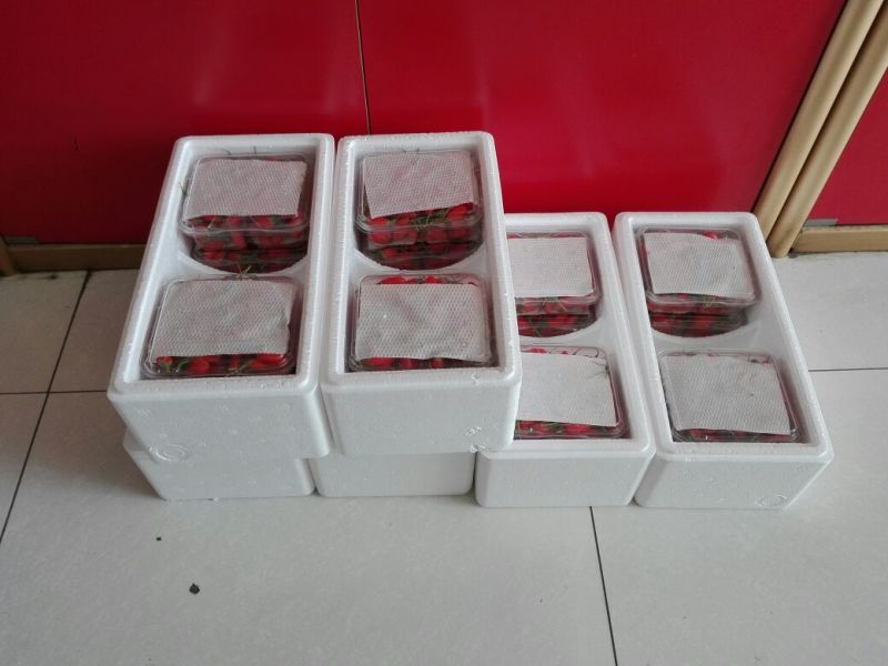 宁杞5号头茬鲜果