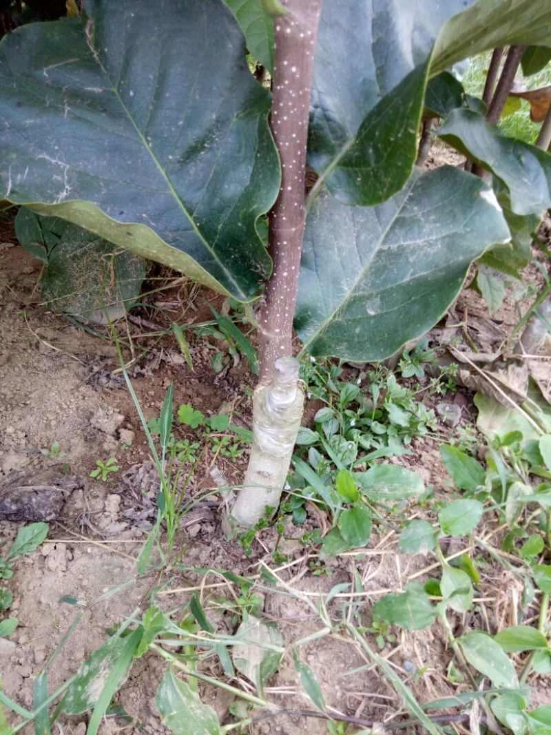 红玉兰苗红黄玉兰嫁接苗质量保证欢迎采购