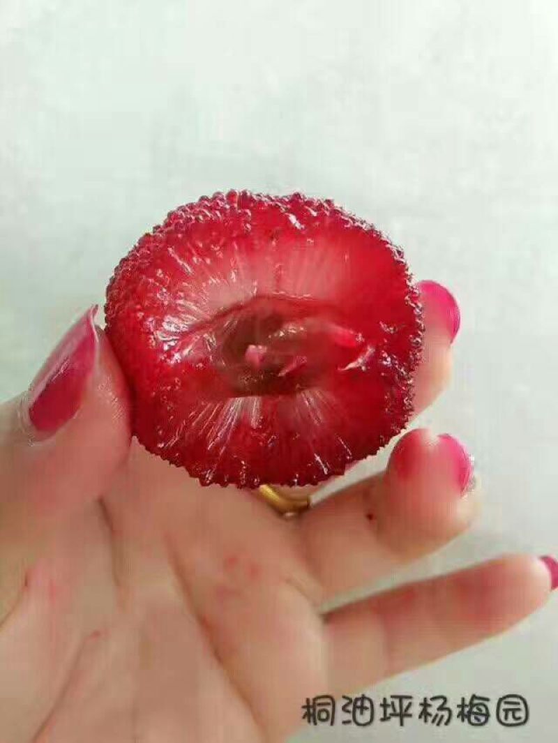 东魁杨梅2.5~3cm