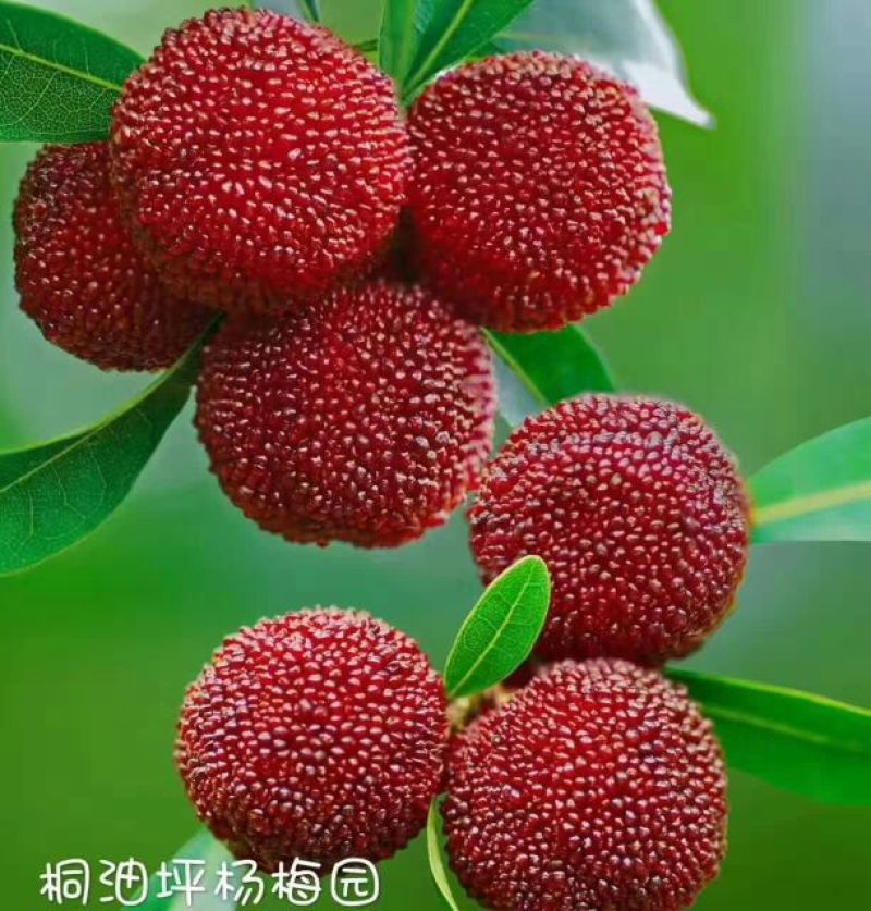 东魁杨梅2.5~3cm