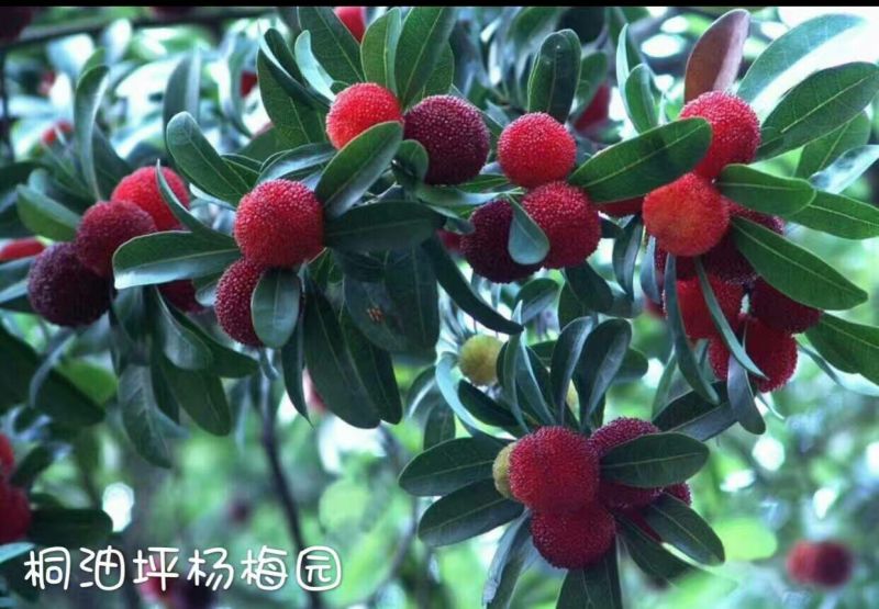 东魁杨梅2.5~3cm