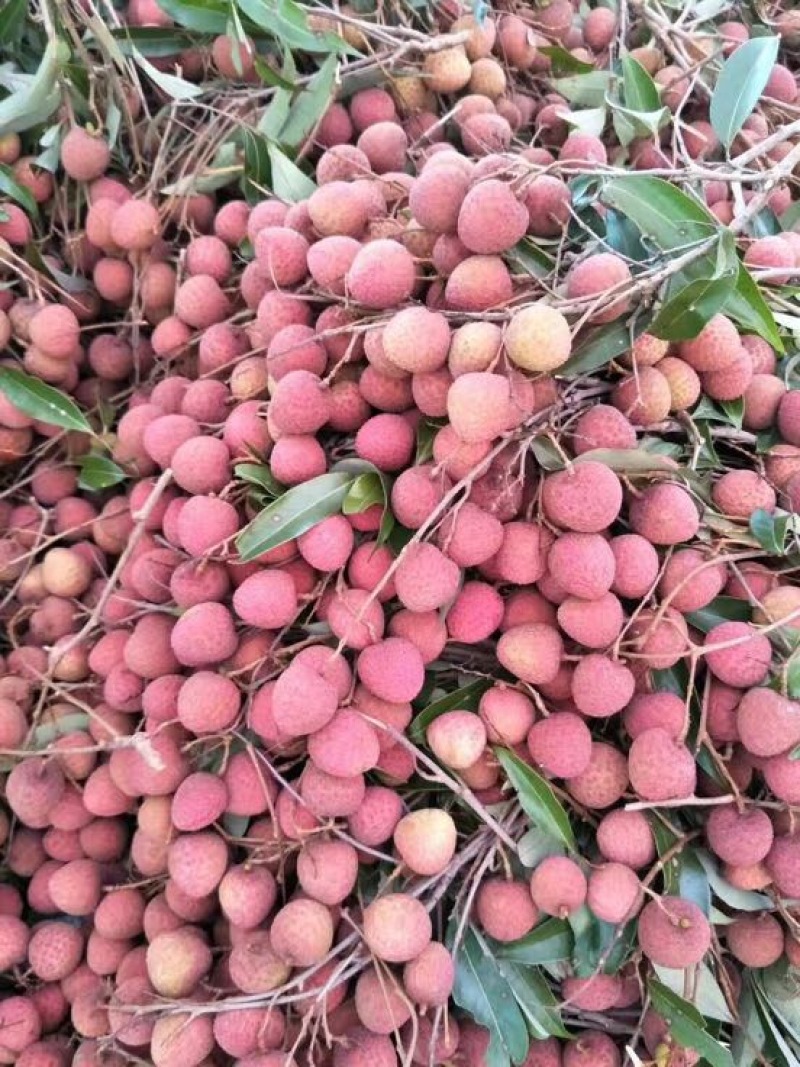 荔枝