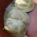 鳖苗雄人工养殖