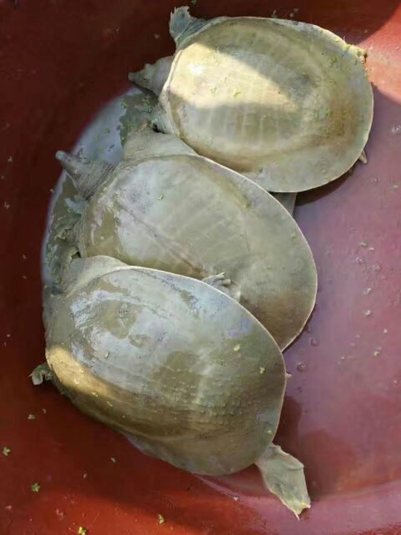 鳖苗雄人工养殖