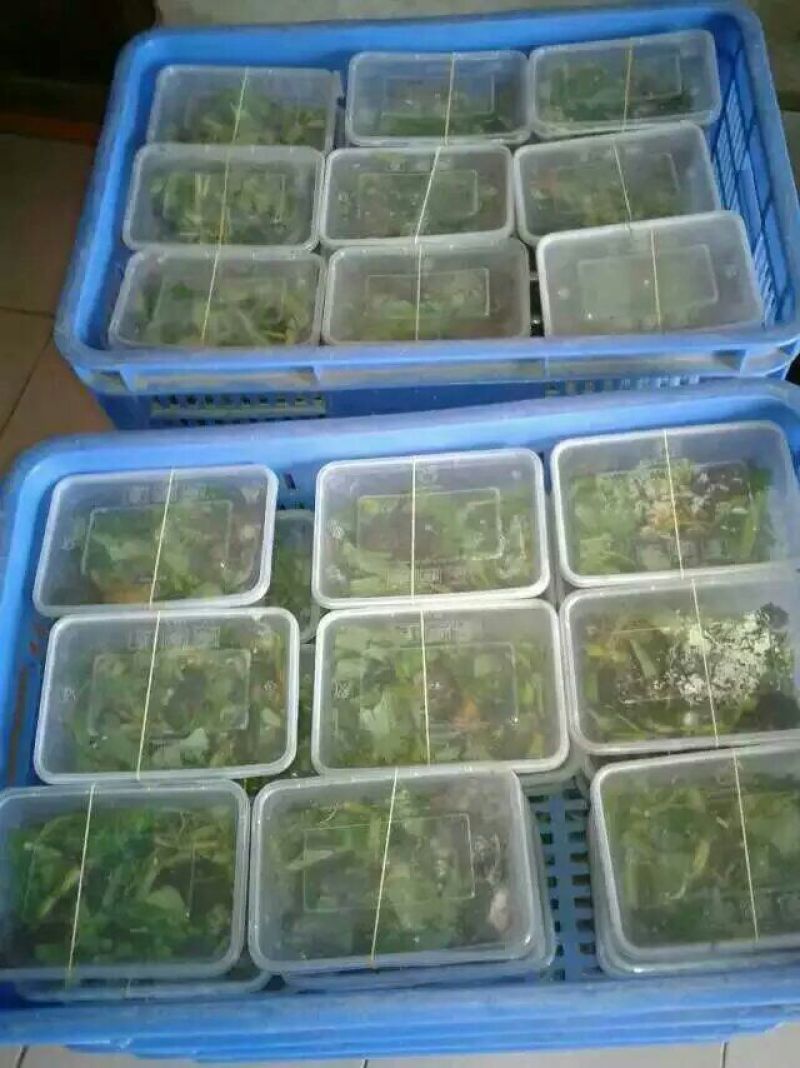 鳖苗雄人工养殖