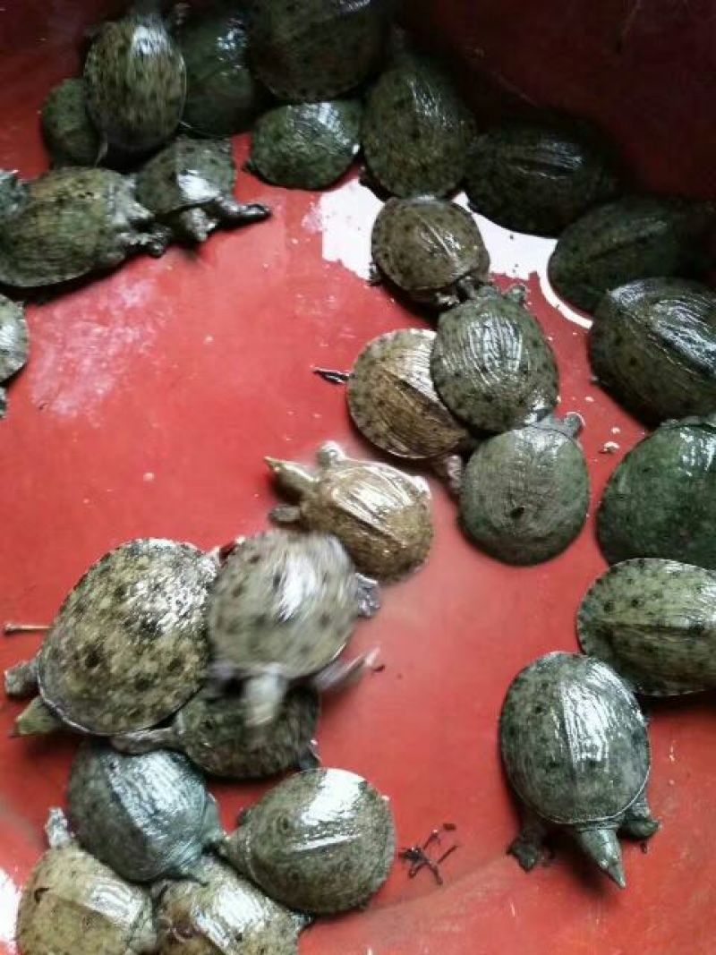 鳖苗雄人工养殖