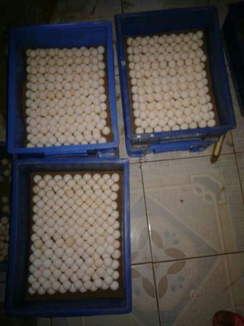 鳖苗雄人工养殖