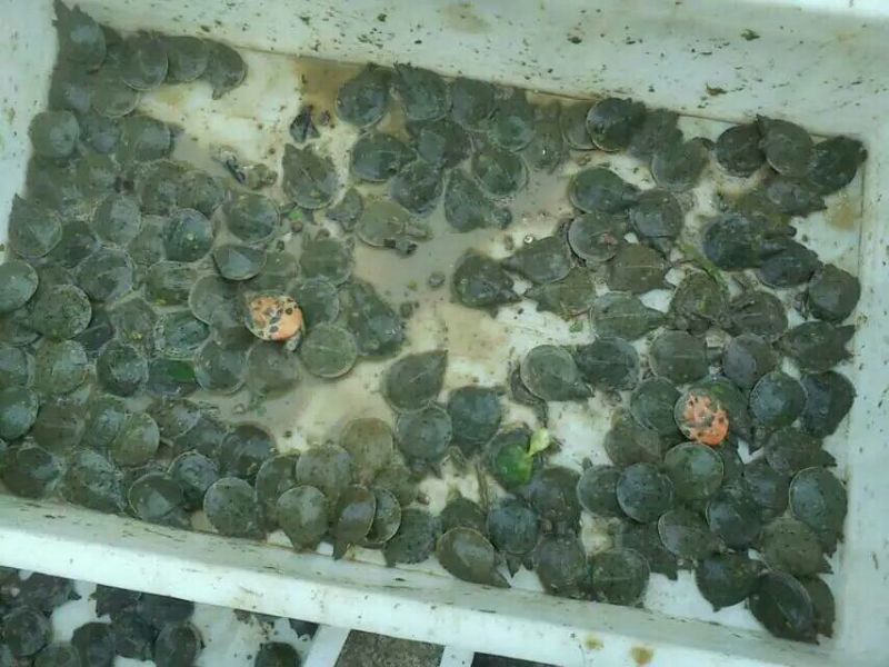 鳖苗雄人工养殖