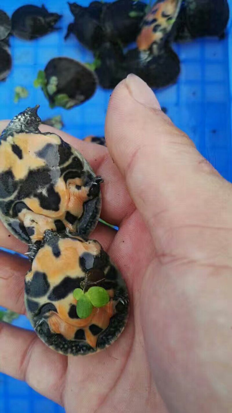 鳖苗雄人工养殖