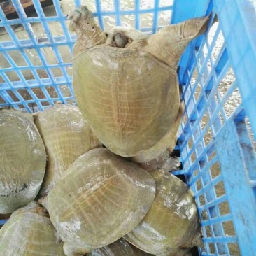 鳖苗雄人工养殖