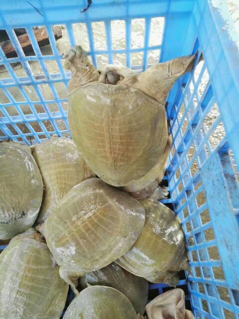 鳖苗雄人工养殖