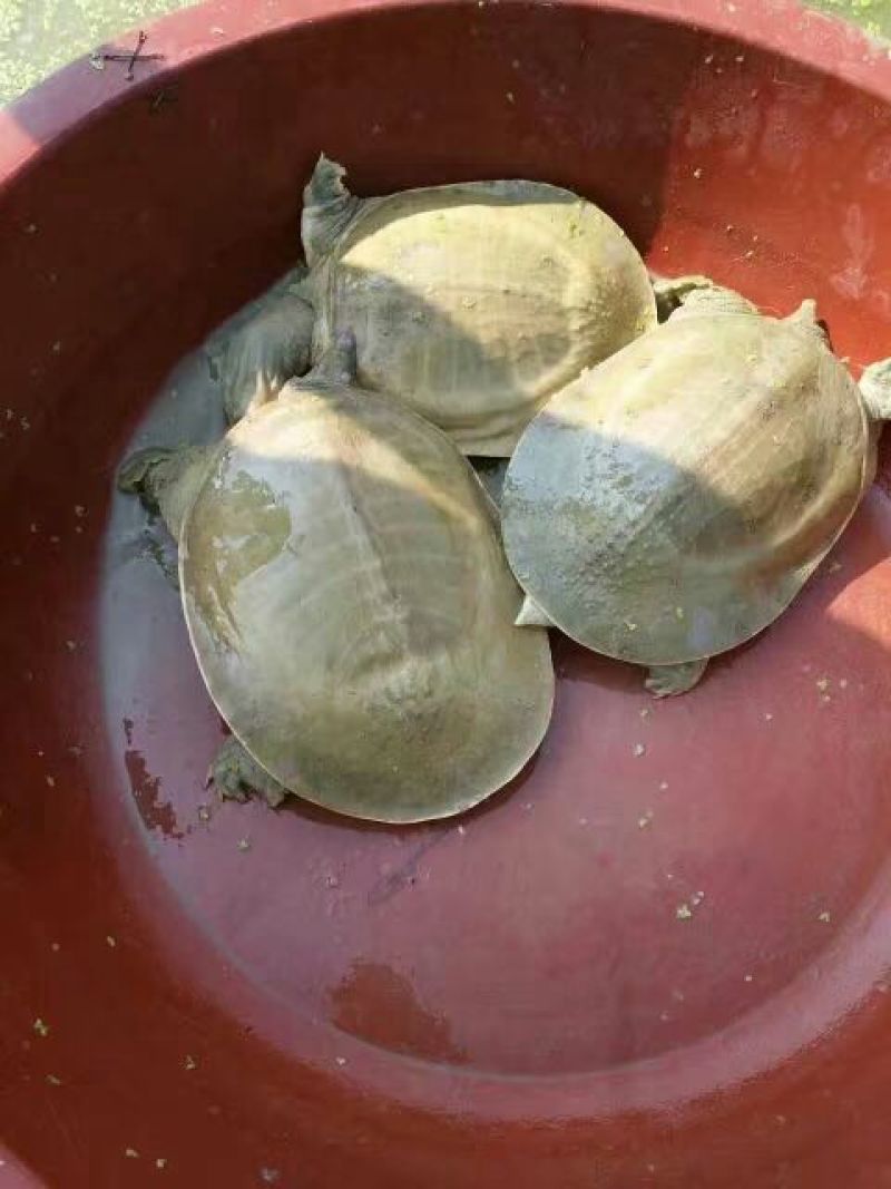 鳖苗雄人工养殖